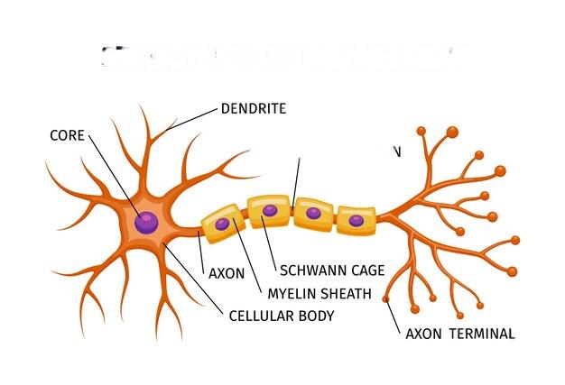 Blog placeholder image for Neurons and Synapses 101
